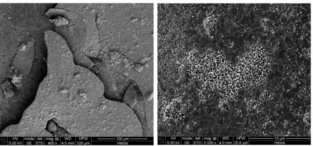 Figure 5: SEM images of non-uniform copper surface with zinc oxide due to copper  oxide formations at high temperatures 