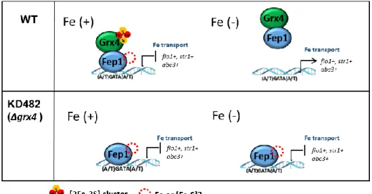 Fig  I-3.  A  schematic  model  of  iron-dependent  regulation  of  Fep1  repressor activity
