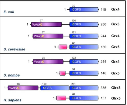 Fig  I-4.  Domain  structure  of  CGFS  monothiol  Grxs  from  E.  coli,  S. 