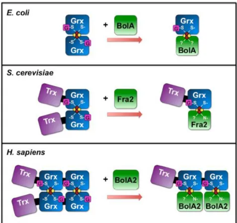 Fig  I-6.  Models  for  [2Fe-2S]  Grx  homodimers  (left)  and [2Fe–2S] 2+ Grx- Grx-BolA heterocomplexes (right) characterized from E