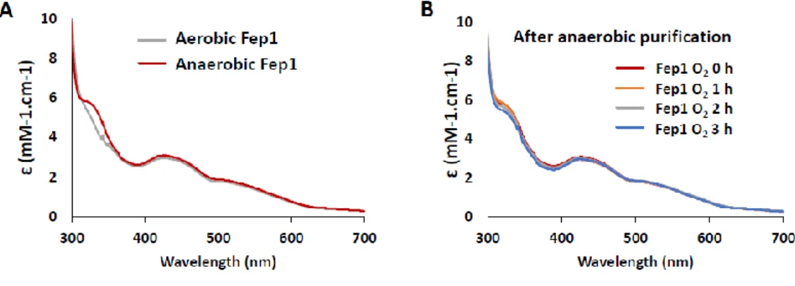 Fig II-3. Effect of oxygen on stability of Fe binding on full-length Fep1  A. UV-visible absorption spectra of full-length Fep1, purified anaerobically (red  line)  or  aerobically  (gray  line)
