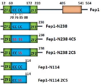 Fig II-6. Schematic presentations of the wild-type and the cysteine mutant  Fep1 used in this study