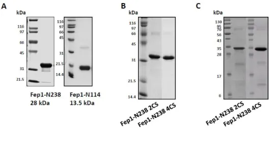 Fig II-8. SDS-PAGE analysis of truncated variant Fep1 proteins  The purified variant Fep1 proteins were determined by SDS-PAGE analysis