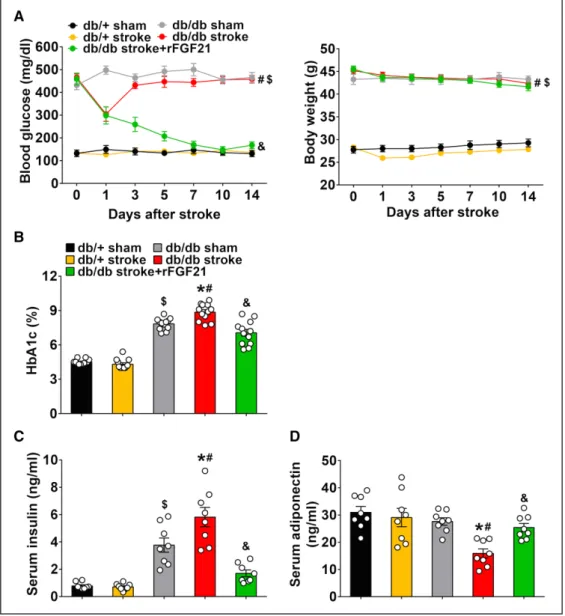 Figure 1D). These data suggest that rFGF21 has potent ther- ther-apeutic effects for metabolic improvement in hyperglycemia,  poststroke hyperinsulinemia, and hypoadiponectinemia of 
