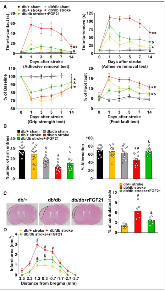 Figure 2. rFGF21 (recombinant human fibroblast growth factor 21) attenuates neurological function deficits and brain infarct size in diabetic db/db mice after  focal stroke