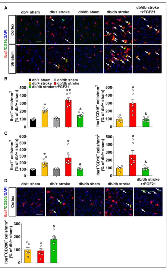 Figure 5. rFGF21 (recombinant human fibroblast growth factor 21) suppresses proinflammatory microglia/macrophage activation in perilesion area of diabetic db/