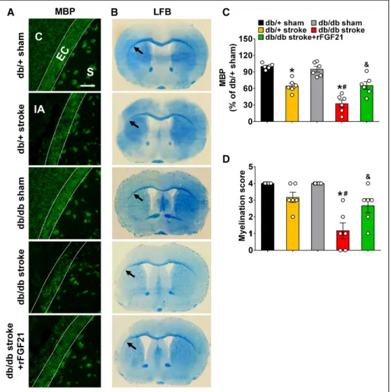 Figure 6. rFGF21 (recombinant human fibroblast growth factor 21) ameliorates white matter injury in diabetic db/db mice after focal stroke