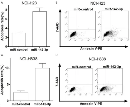 Figure 3. Ectopic miR-142-3p expression enhances apoptosis of NSCLC cells. At 48 h after transfection with miR-142-3p or miR-control, NCI-H23 and NCI-H838 cells were collected for apoptosis analysis