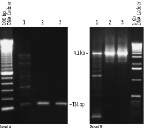 FIGURE 14. Improved specificity with P LATINUM ® Taq DNA Poly- Poly-merase. Panel A. Detection of cloned HIV DNA in human genomic DNA