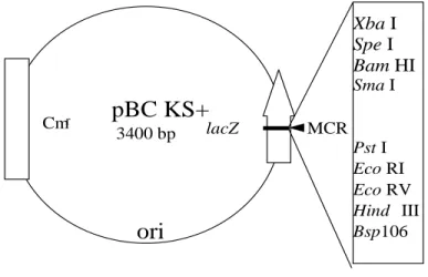 Figure 1. Map of Bluescript (pBC KS+) Cloning Vector  