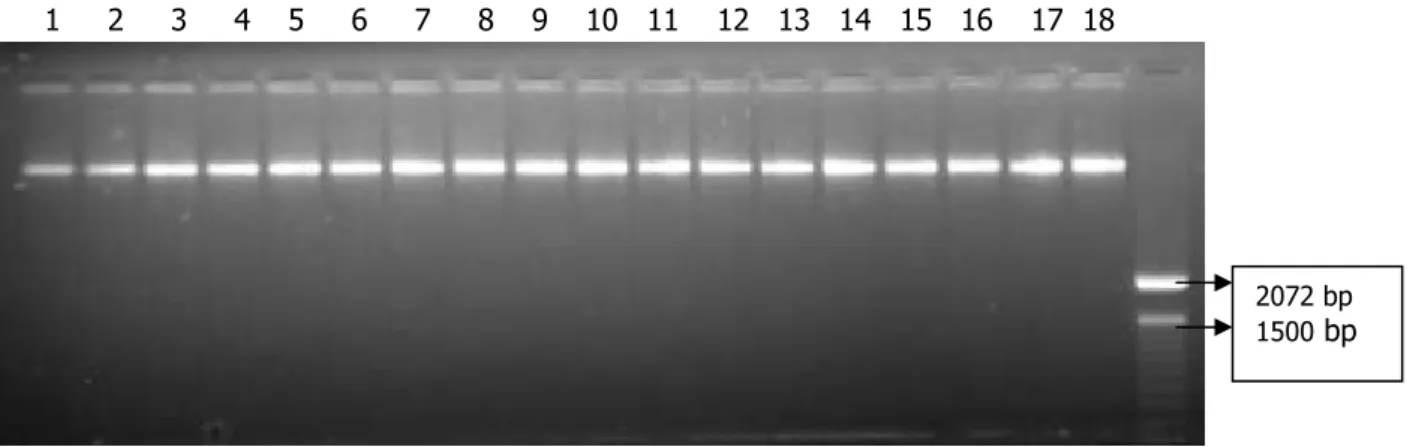 Figure 1. Agarose gel electrophoresis of eighteen genomic DNA samples extracted from soybean  seeds (1 µl undiluted DNA)