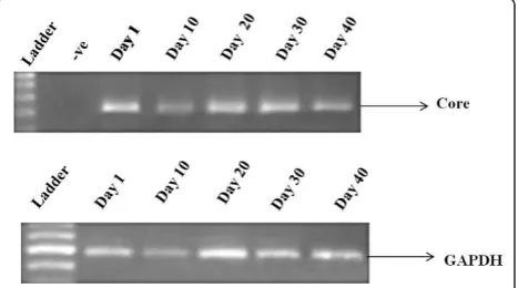 Figure 1 Expression of core gene at different time periods.Expression of core gene was detected at different time periodsfrom 1 to 40 days, after infection of Huh-7 cells with HCV genotype3a serum
