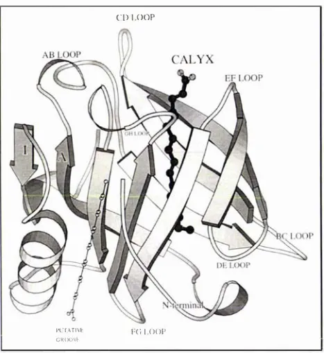 Figure 2.2-2: A general view of p-Iactoglobulin with palmitic acid in the central 