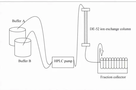 Figure 3.3-2: Set-up of the system for the casein separation using ion-exchange chromatography