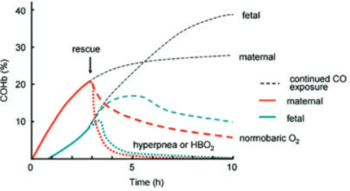 Figure 1. Schematic diagram illustrating the kinetics of [COHb]
