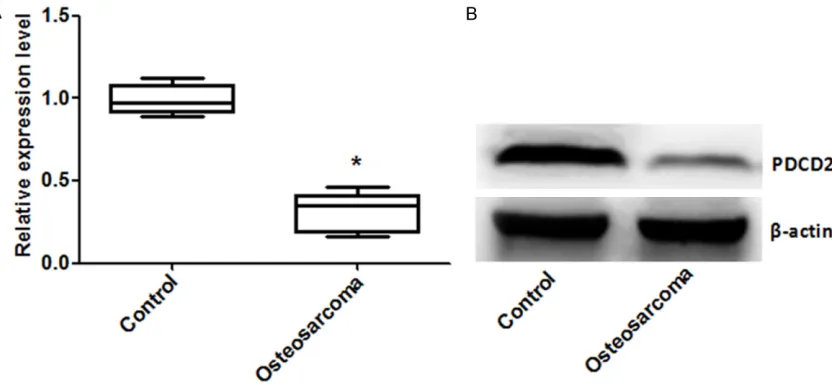 Figure 2. Expression of PDCD2 after transplantation with UMR106 cells. A. Relative protein expression level of PDCD2; B