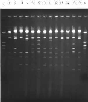 FIGURE 3 :  Agarose gel electrophoresis of thirteen orf virus DNAs digested with EcoR1 restriction endonuclease 