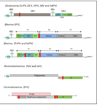 Figure 1.2: Location of 2A coding sequences in the genomes of other ssRNA (+) viruses  