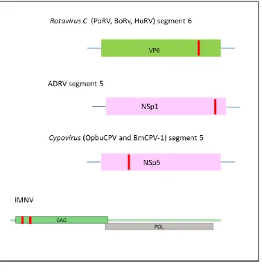 Figure 1.3: Location of the 2A coding sequence in the genome of dsRNA viruses 