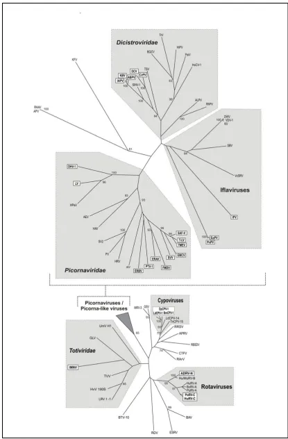 Figure 1.4: Phylogenetic tree showing occurrence of 2A in diverse virus groups 