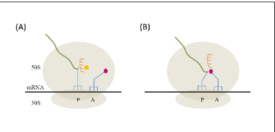 Figure 1.11:  Summary cartoon depicting activity at the ribosomal PTC  
