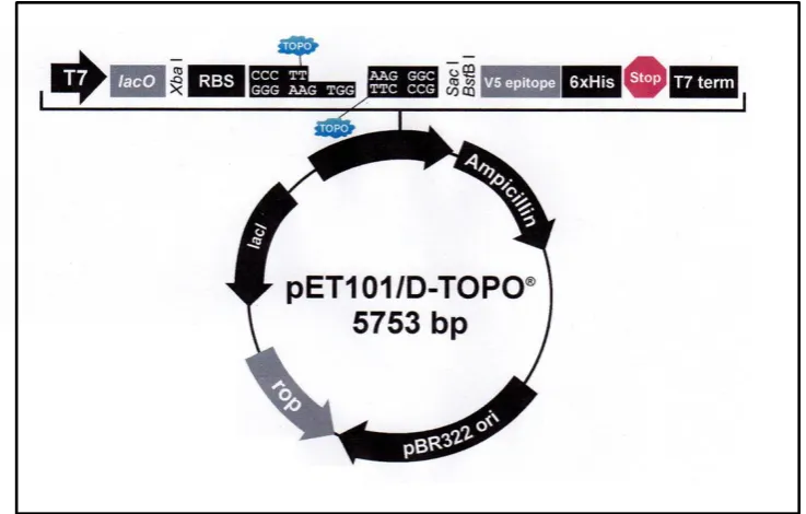 Figure 2.2: Map of TOPO vector. 