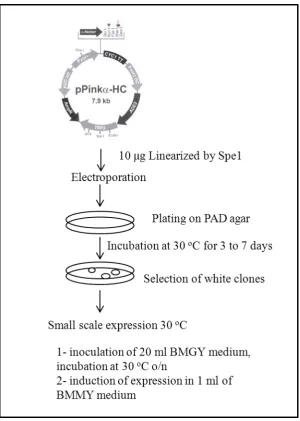Figure 2.3: Experimental outline for protein expression in Invitrogen PichiaPink system