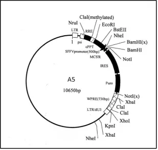 Figure 3.2: Map of A5 lentivirus expression system  
