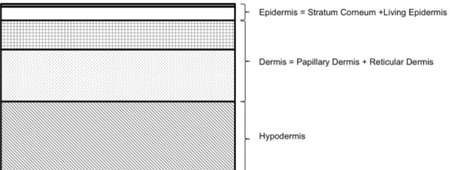Figure 2: Representation of the five skin layers included in the theoretical model. The thickness and