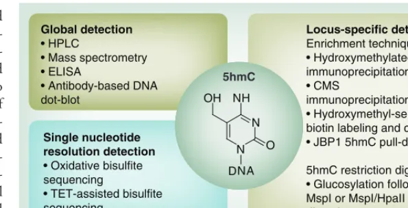 Figure 1. Global, locus-specific and single nucleotide resolution of 5-hydroxymethylation detection methods