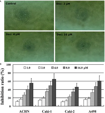Figure 1. The growth inhibitory effect of decitabine was analyzed in RCC cell lines.