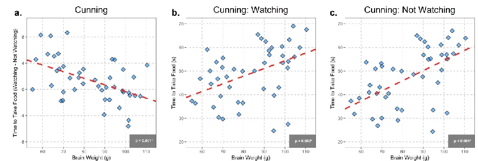 Figure 2. Difference scores between the Watching and Not Watching conditions in the Cunning task (a) and scores on measures of self-control ([b] Cunning: Watching condition; [c] Cunning: Not Watching condition) as a function of estimated brain weight acros