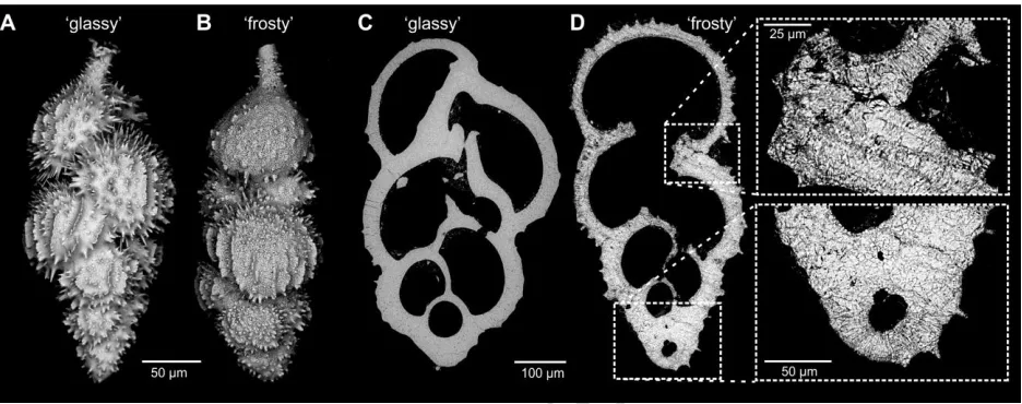 Figure 2.ACCEPTED MANUSCRIPT A) SEM image of a Uvigerina shell from ODP Site 1208A, ~950 ka, translucent (glassy) under optical microscope