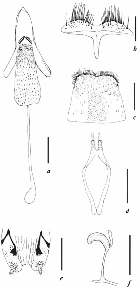 FIGURE 2 .7 1  Male terminalia of U. quadristriolatus. Male: a, median lobe and internal sac, ventral view; b, eighth sternite; c, eighth tergite; d, tegmen; female: e, ovipositor;/, spermatheca