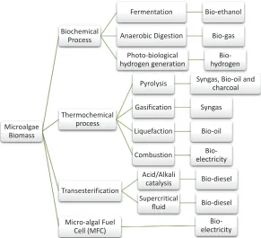 Figure 1. Bio-fuel production from microalgae biomass.