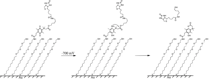 Figure 1. Design of a self-assembled monolayer (SAM) that selectively releases the ligand biotin upon application of a reductive potential