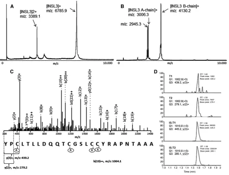 Figure 1: Identification of LC-MS/MS transitions for serum INSL3.MALDI-TOF MS analysis of the intact INSL3 A-B heterodimer (A), and of the individual INSL3 A- and B-chains after reduction and alkylation (B)