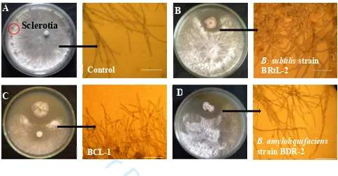 Figure 1. Interactions between antagonistic For Review Onlyassay in PDA and photo microscopic view of morphological alterations in hyphae A to D