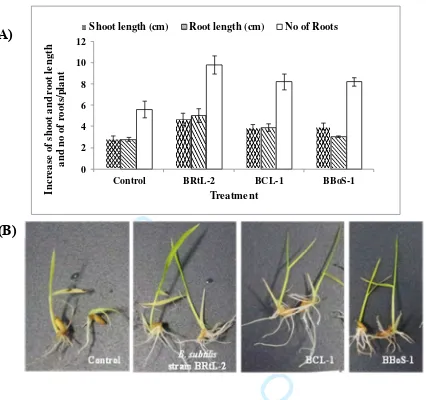 Figure 2. Effect of seed treatment with endophytic bacterial isolates on root and shoot growth of For Review Onlyrice seedlings (A) and (B)
