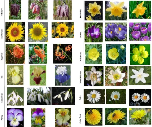 Figure 1: Example of images from the Oxford ﬂower dataset (12 ﬂower classes) used in ourexperiments.