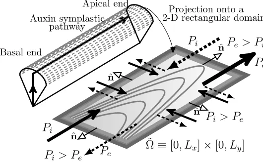 Figure 2 Sketch of an idealized 3-D RH cell with longitudinal and transversal spatially-dependentand eﬄuxpathway, indicated by black solid arrows in the 3-D RH cell, is the auxin pathway between cells