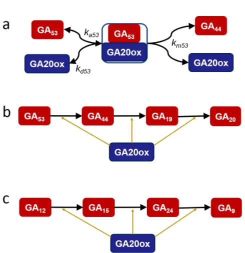 Figure 3: (a) The reactions involved in a single oxidation step, shownfor the conversion of GA53 to GA44.(b) The series of GA20ox-mediated reactions that convert GA53 to GA20