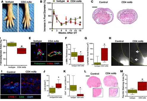 Figure 7. CD4+ cell depletion prevents lymphatic vessel sclerosis and improves lymphatic function