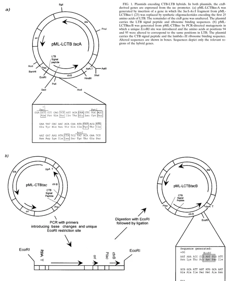 FIG. 1. Plasmids encoding CTB-LTB hybrids. In both plasmids, the ctxB- ctxB-derived genes are expressed from the tac promoter