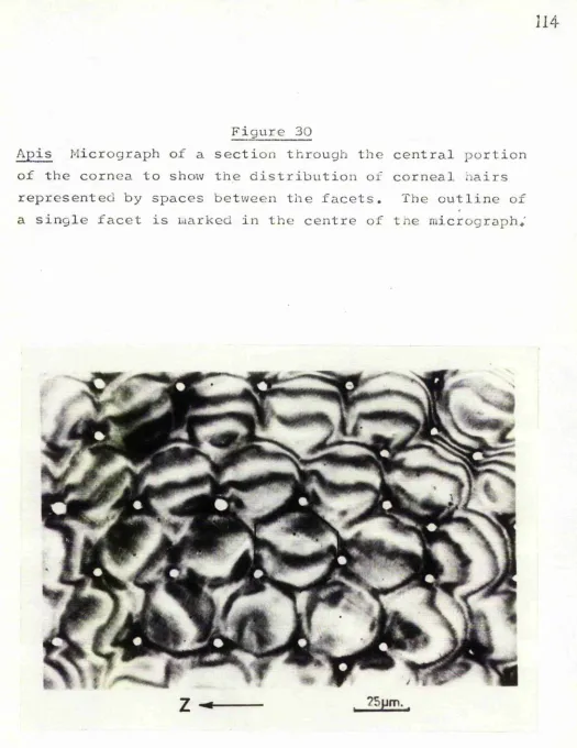 Apis Figure 30Micrograph of a section through the central portion