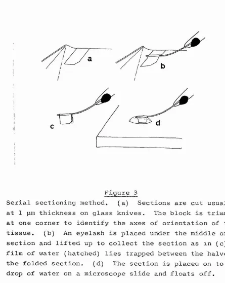 Serial sectioning method. Figure 3(a) 
