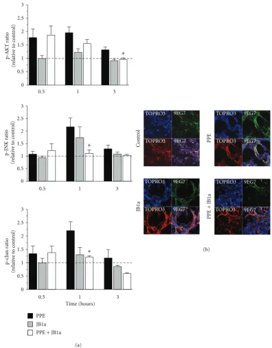 Figure 1: The eﬀects of PPE-induced injury and JB1a treatment on (a) activation of signalling downstream of beta1 integrin during mecha-nical stretch (asterisks denote statistical signiﬁcance with P < 0.05 in comparison to PPE) and (b) beta1 integrin conformational activationindicated by increase in staining using the anti-β1 integrin antibody 9EG7 recognising the ligand competent receptor in comparison tostaining using nonconformation dependent antibody (K20).