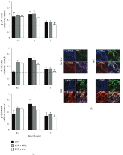 Figure 2: The eﬀects of PPE-induced injury and targeting beta1 integrin using AIIB2 and K20 clones on (a) activation of signalling down-stream of beta1 integrin during mechanical stretch (asterisks denotes statistical signiﬁcance with P < 0.05 in comparison to PPE) and (b)beta1 integrin conformational activation indicated by increase in staining using the anti-β1 integrin antibody 9EG7 recognising the ligandcompetent receptor in comparison to staining using nonconformation dependent antibody (K20).