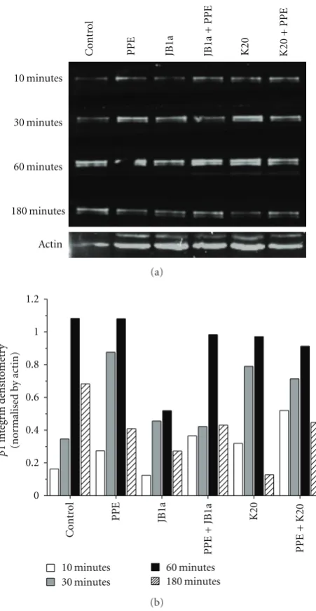 Figure 4: The eamount of protein (50targeting beta1 integrin using AIIB2 (1 ug/mL) and K20 (1 ug/mL)clones on phosphorylated caveolin-1 levels in membrane fractions.(a) Representative blots fromﬀects of PPE-induced injury (0.6 U/mL) and n = 4