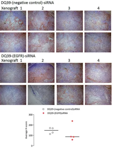 Figure 5. Mouse xenograft models stained for EGFR. Samples of A549each treatment group were stained for EGFR (two images of different fields of view shown for each xenograft)